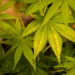 MPPB pede afastamento da diretoria da ABRACE