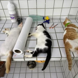 Operação flagra castrações irregulares de animais em Juripiranga/PB