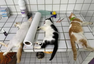 Operação flagra castrações irregulares de animais em Juripiranga/PB