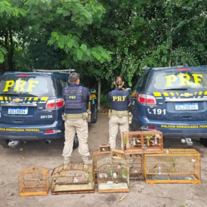 Operação da PRF recupera mais de 200 animais silvestres na Paraíba