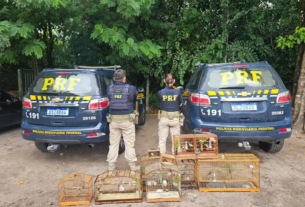 Operação da PRF recupera mais de 200 animais silvestres na Paraíba