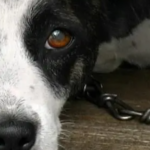 Polícia Civil investiga morte de 61 cães e gatos por envenenamento em Teixeira