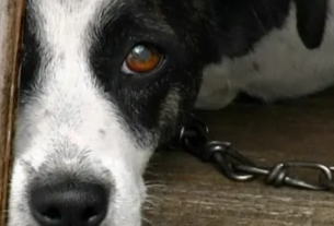 Polícia Civil investiga morte de 61 cães e gatos por envenenamento em Teixeira