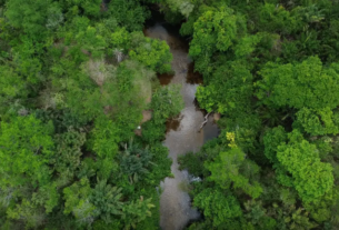 Brasil reduz desmatamento em 20,6% em 2025, aponta MapBiomas
