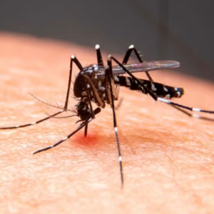 Duas mortes de crianças em São Bento são investigadas por suspeita de dengue grave