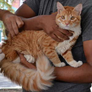 Centro de Zoonoses oferece vacinação antirrábica gratuita para cães e gatos durante todo o ano
