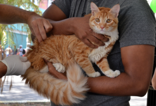 Centro de Zoonoses oferece vacinação antirrábica gratuita para cães e gatos durante todo o ano