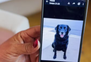 Laudo confirma envenenamento de mais de 200 cães e gatos em Teixeira