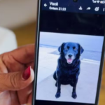 Polícia apreende celulares durante investigação sobre envenenamento de animais em Teixeira
